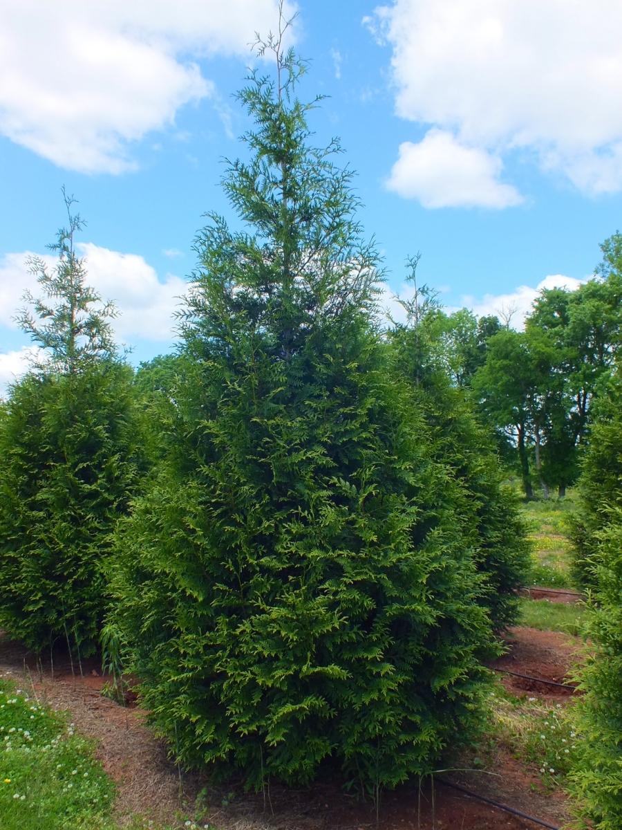 Green Giant Arborvitae